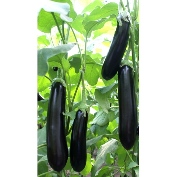 Anamur F1 Patlıcan Fidesi - Görsel 2