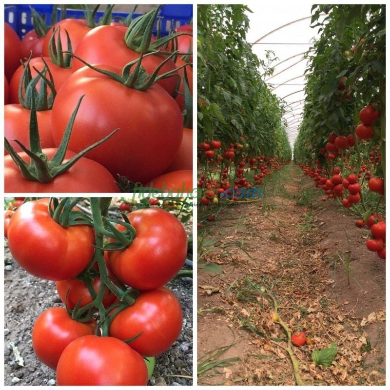 Ancha F1 Beef Domates Fidesi