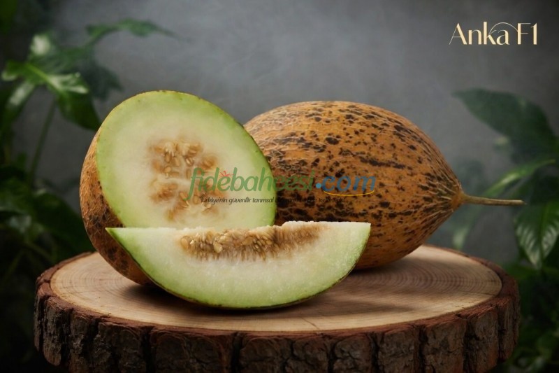 Anka F1 Kırkağaç Kavun Fidesi