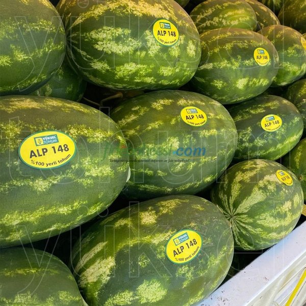 Aşılı Alp 148 F1 Karpuz Fidesi - Görsel 3