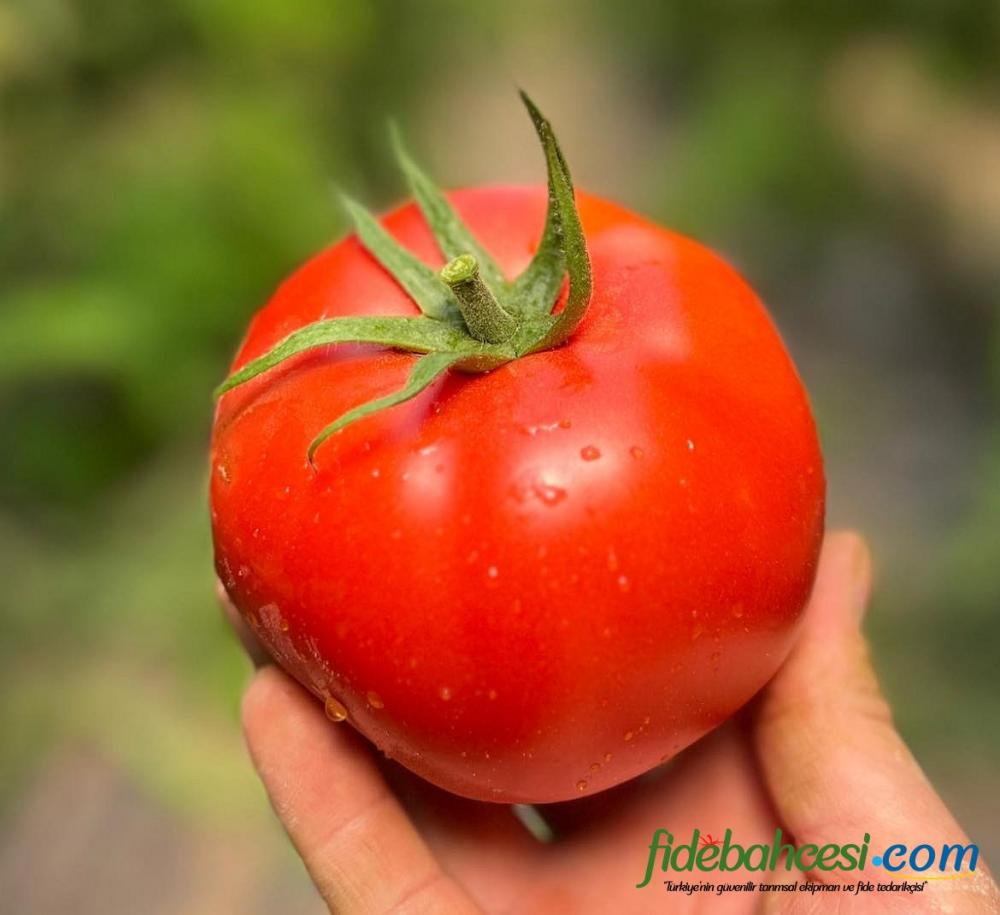 Aşılı Ancha F1 Domates Fidesi - Görsel 4