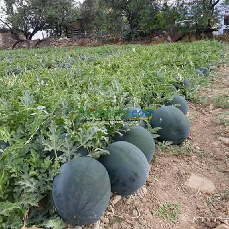 Aşılı Karain F1 Siyah Karpuz Fidesi - Görsel 2