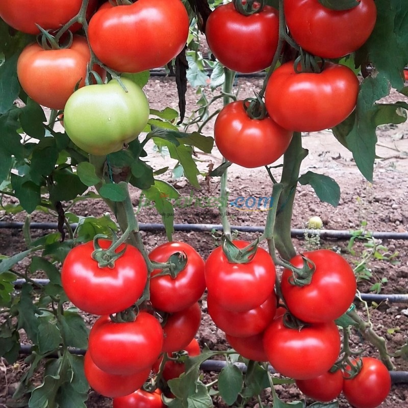 Aşılı Özkan F1 Sırık Domates Fidesi - Görsel 2