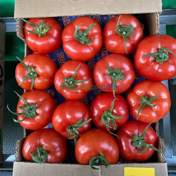 Aşılı Özkan F1 Sırık Domates Fidesi - Görsel 3