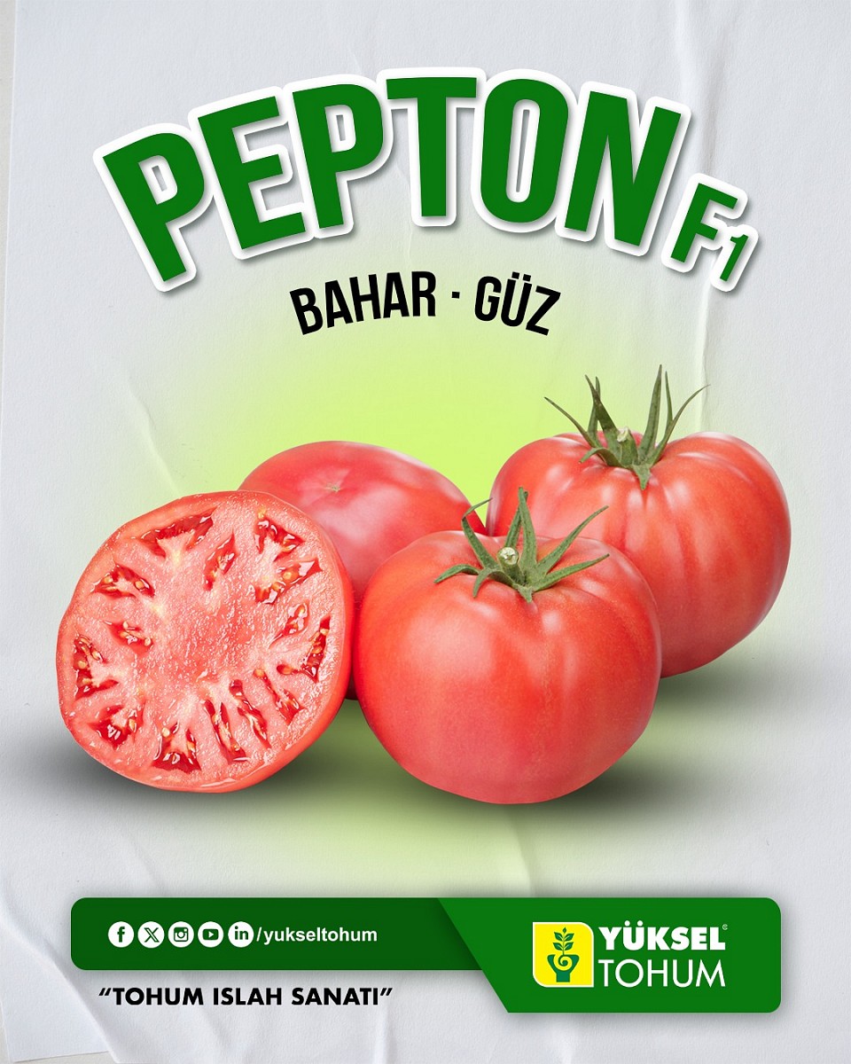Aşılı Pepton F1 Domates Fidesi