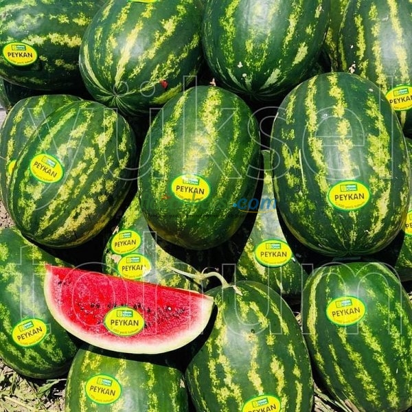 Aşılı Peykan F1 Karpuz Fidesi