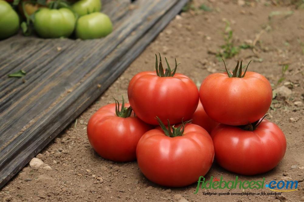 Aşılı Sihirbaz F1 Domates Fidesi - Görsel 1