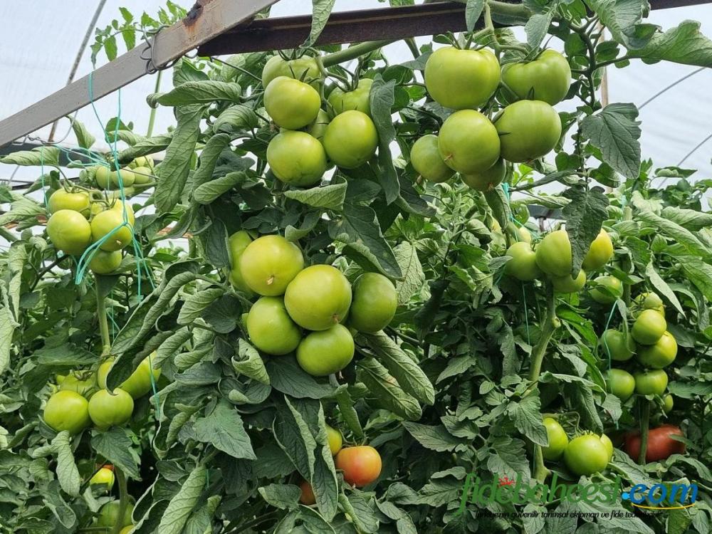 Aşılı Sihirbaz F1 Domates Fidesi - Görsel 3