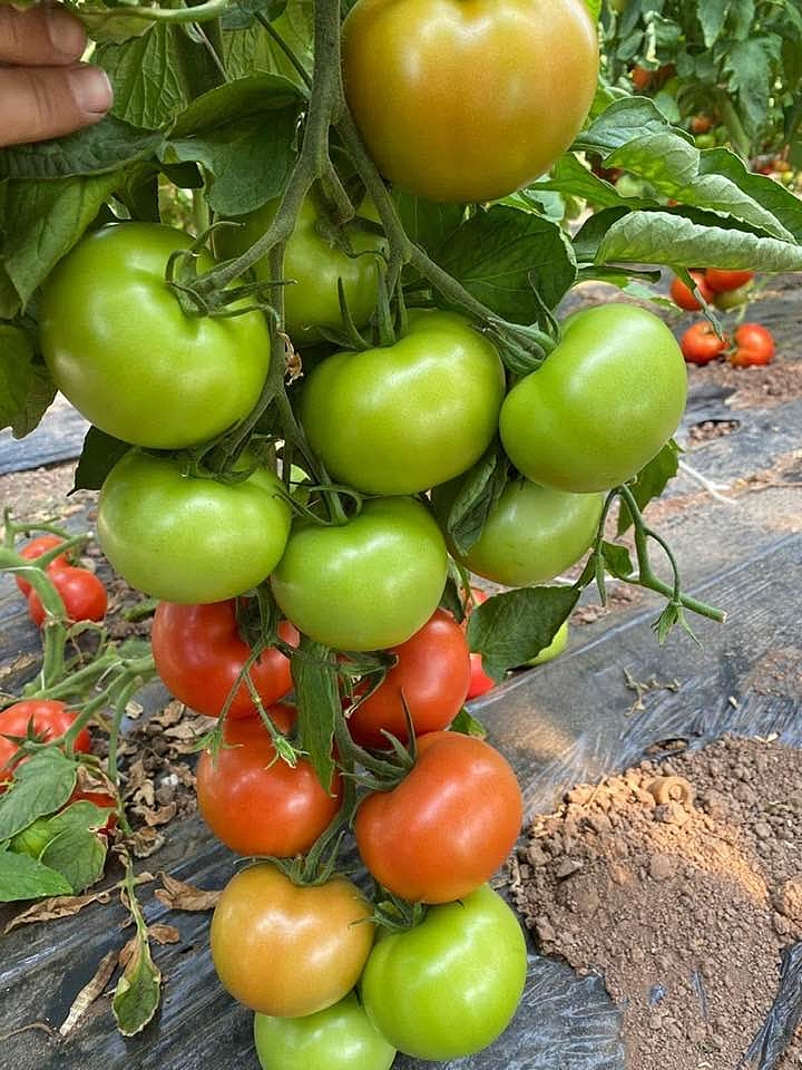 Aşılı Torry F1 Domates Fidesi