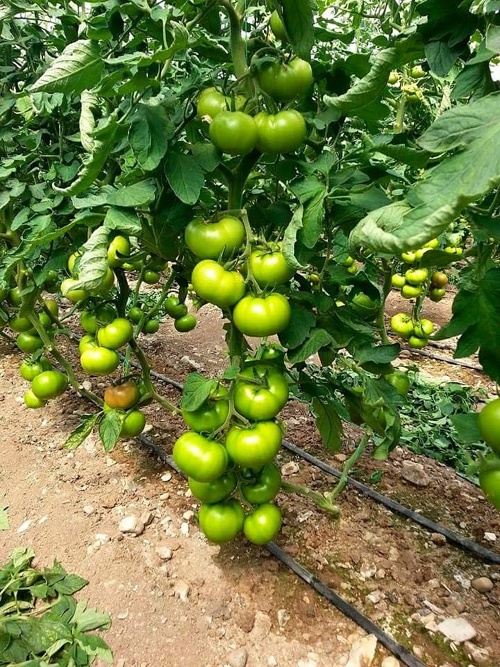 Aşılı Tybeef F1 Domates Fidesi - Görsel 3