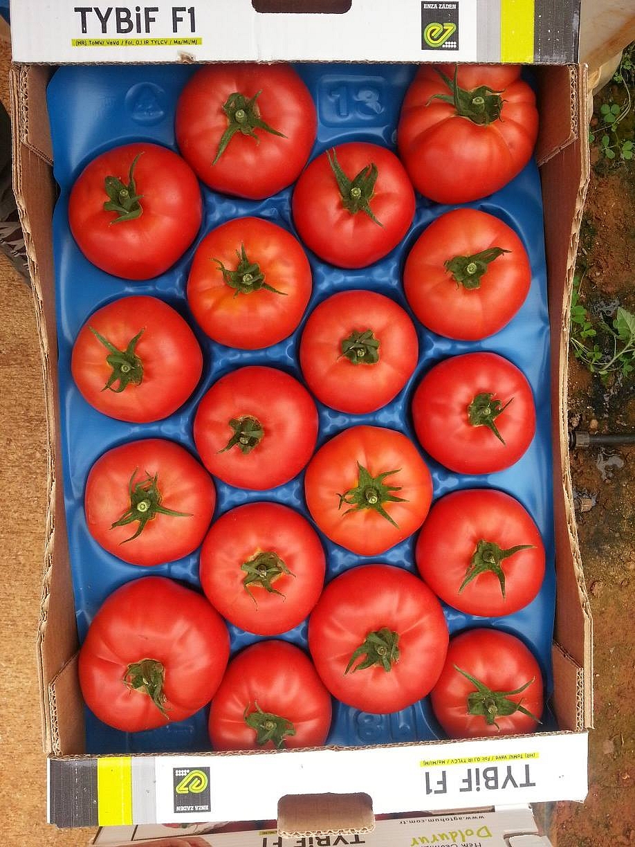 Aşılı Tybeef F1 Domates Fidesi - Görsel 5