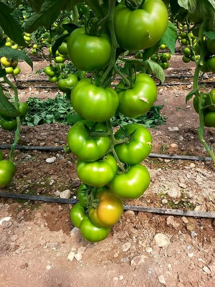 Aşılı Tybeef F1 Domates Fidesi - Görsel 1