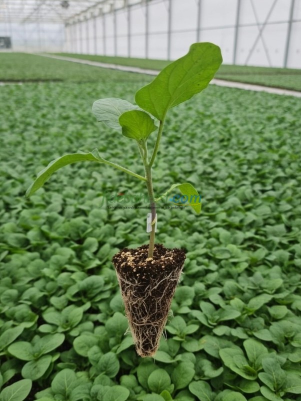 Aydın Siyahı Patlıcan Fidesi - Görsel 2