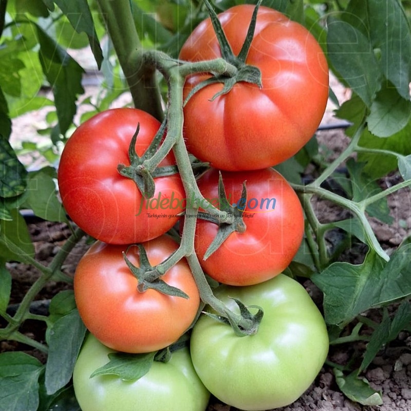 Aşılı Ayten F1 Domates Fidesi - Görsel 2