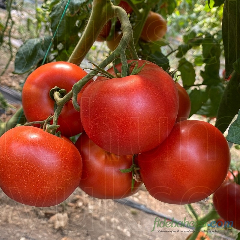 Aşılı Ayten F1 Domates Fidesi - Görsel 3