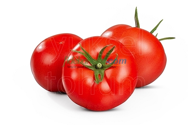 Aşılı Ayten F1 Domates Fidesi - Görsel 1