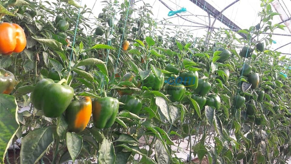 AZ 25-35 F1 Turuncu Kalifornia Biber Tohumu - Görsel 2