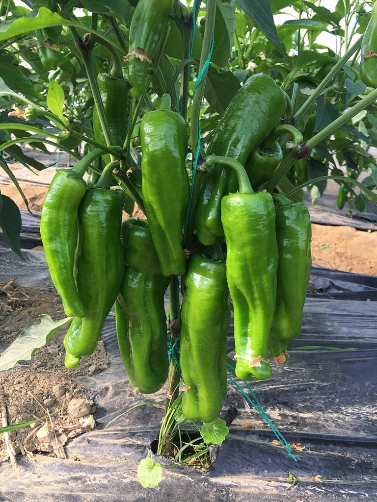 AZ 30 F1 Acı Üç Burun İsot Biber Tohumu - Görsel 2