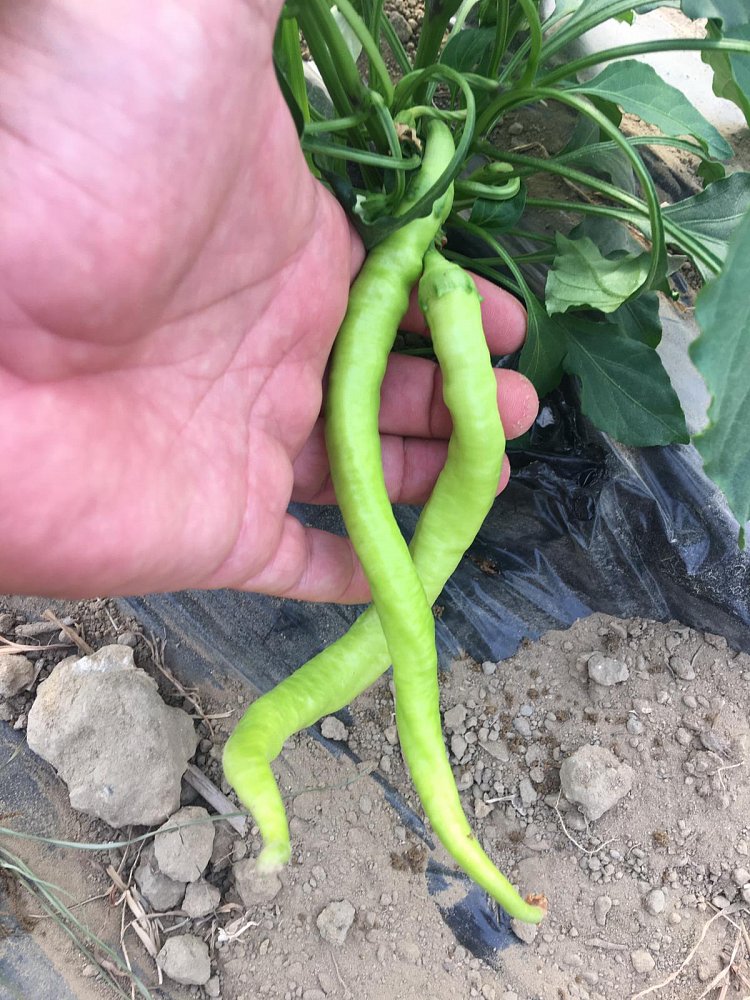 AZ 32 F1 Çorbacı Tip  Biber Tohumu - Görsel 2