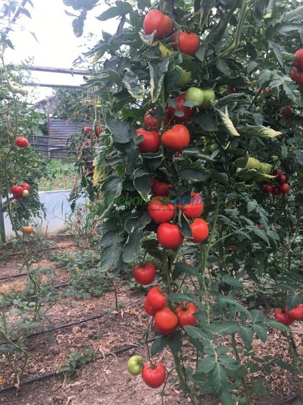 AZ 54 F1 Sırık Tane Domates Tohumu - Görsel 3