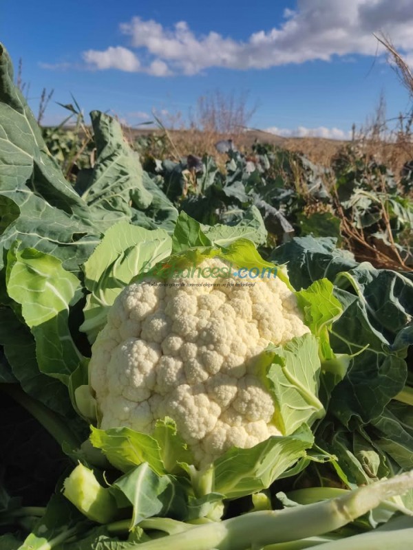 Barcelona F1 Karnabahar Fidesi - Görsel 2