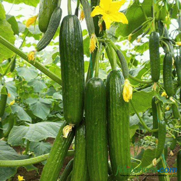 Beith Alpha Hıyar Fidesi - Görsel 2