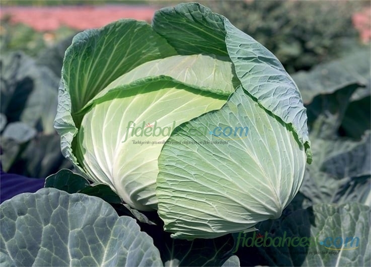 Beyaz Lahana Fidesi - Görsel 2