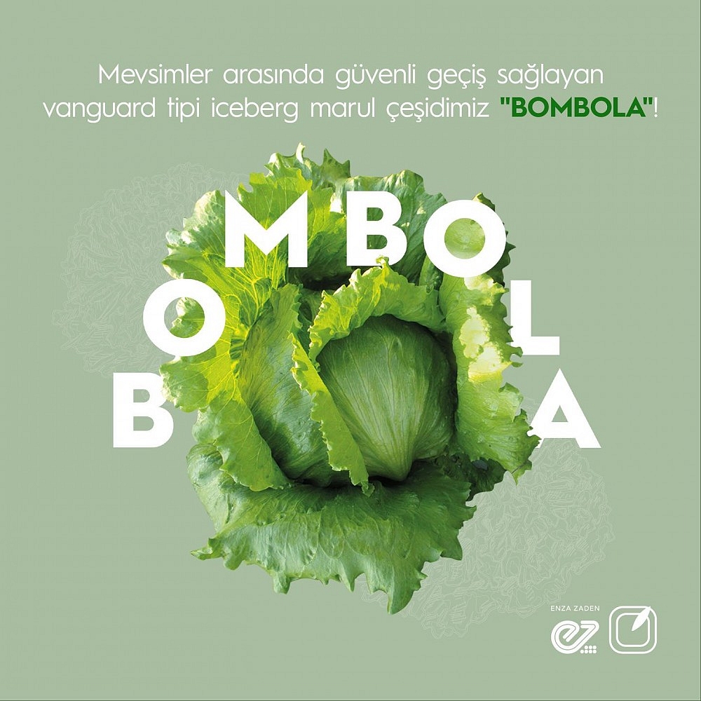 Bombola Iceberg Marul Fidesi