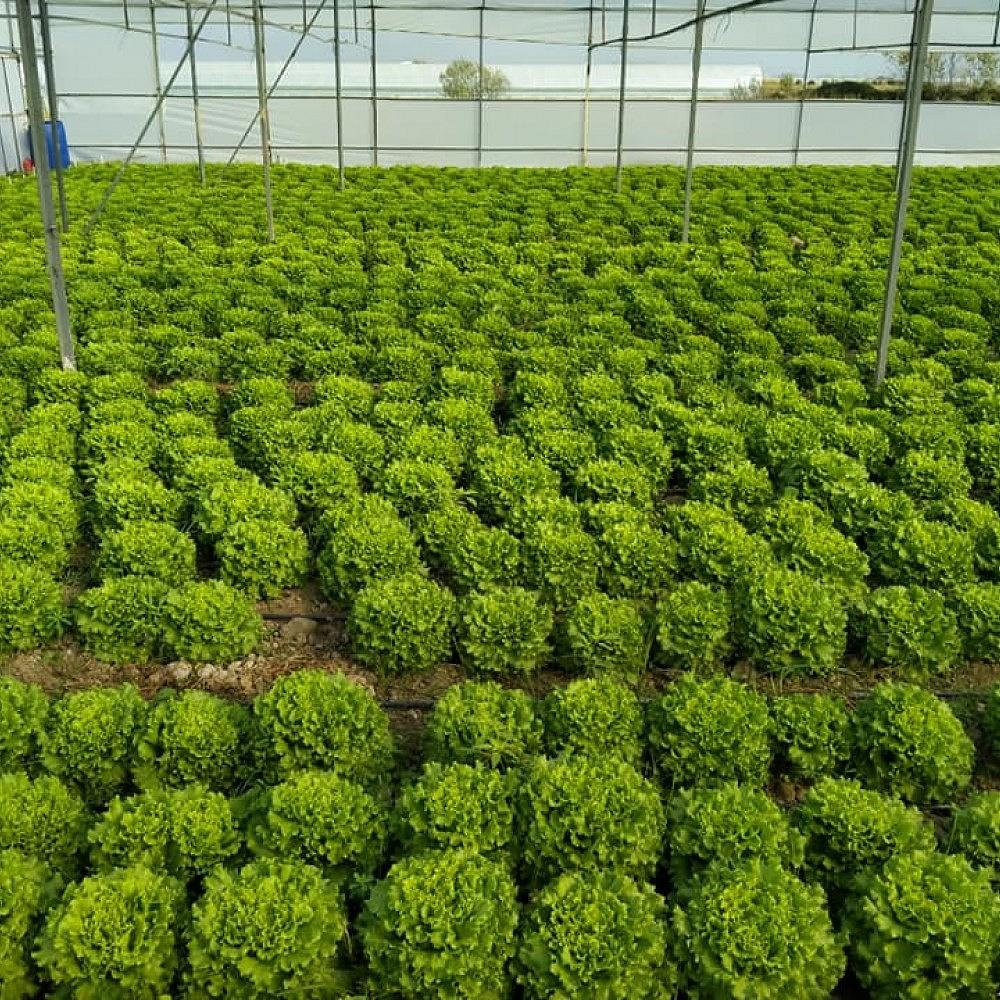 Caipira Kıvırcık Marul Fidesi - Görsel 2