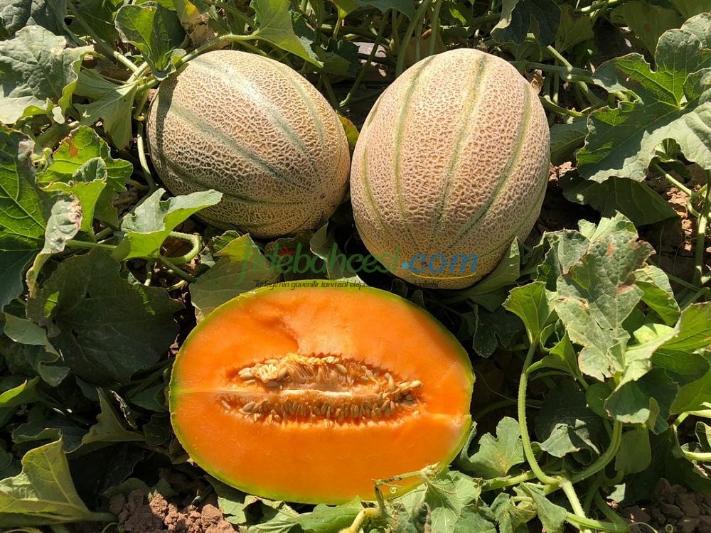 Candan F1 Uzun Kantalup Kavun Tohumu - Görsel 2