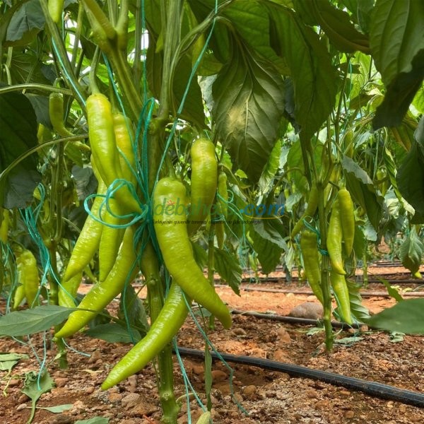 Cazibe F1 Çarliston Biber Fidesi - Görsel 2