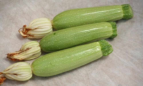 Commando F1 Kabak Beyaz Kabak Tohumu