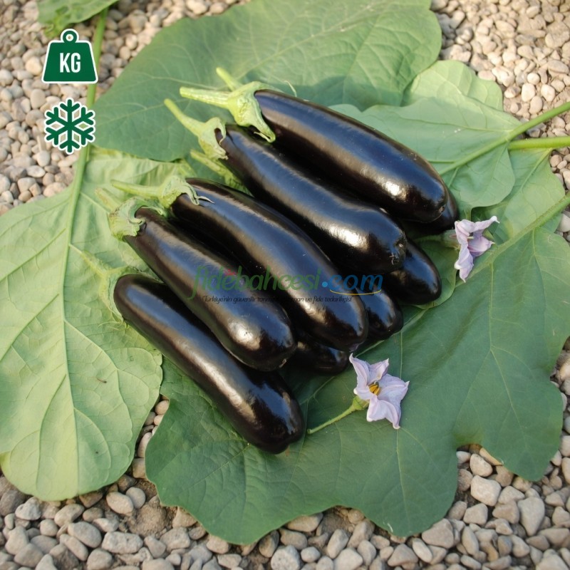 Corsica F1 Patlıcan Fidesi