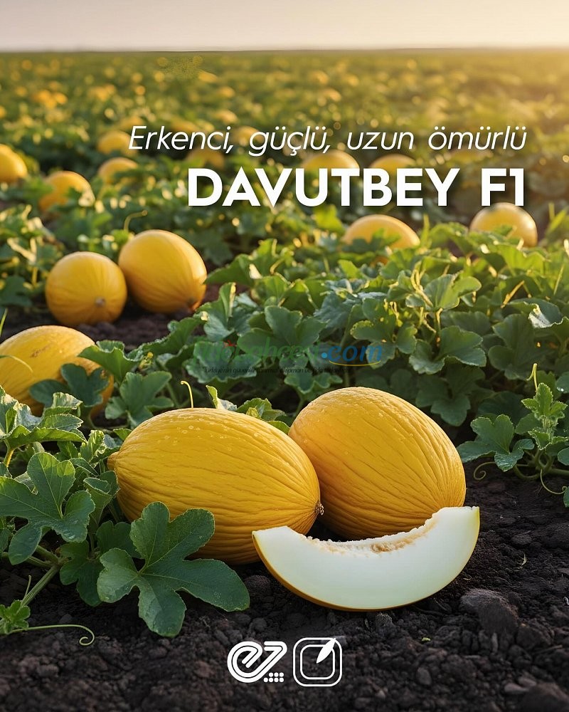 Davutbey F1 Sarı Kavun Fidesi