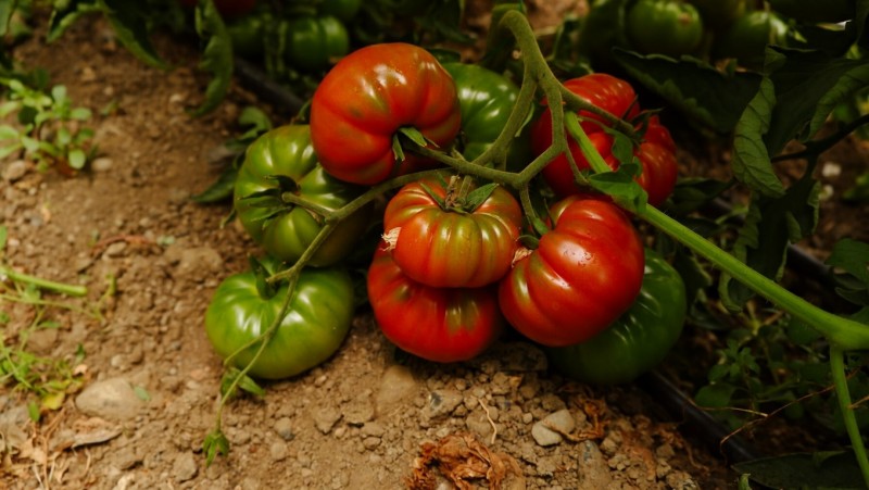 Dilim F1 Köy Tipi Domates Tohumu - Görsel 2
