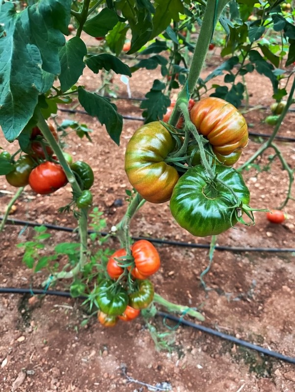 Dilimhan F1 Domates Tohumu - Görsel 2