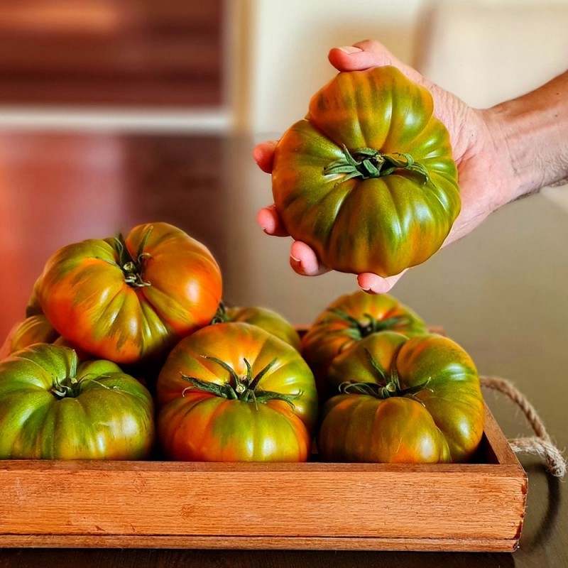 Dilimkaya F1 Domates Tohumu