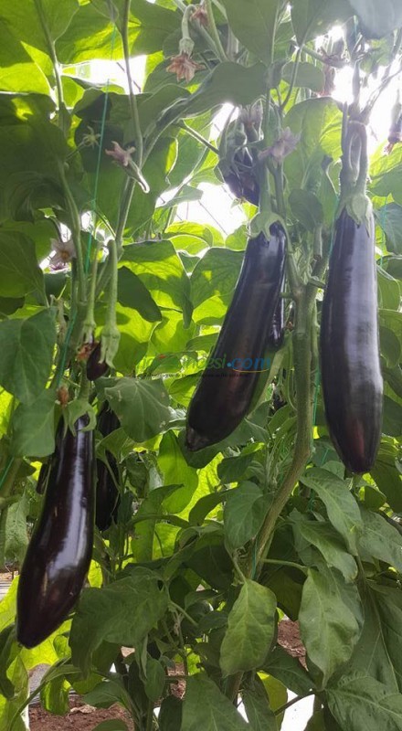 Doyran Karası F1 Patlıcan Fidesi - Görsel 4