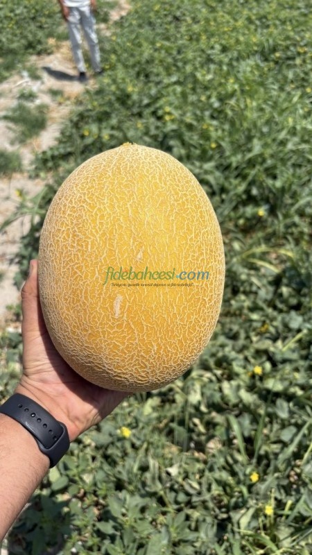 Duble F1 Kavun Fidesi - Görsel 2