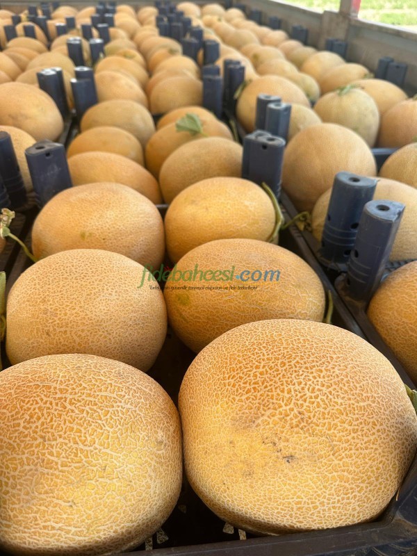 Duble F1 Kavun Fidesi - Görsel 3