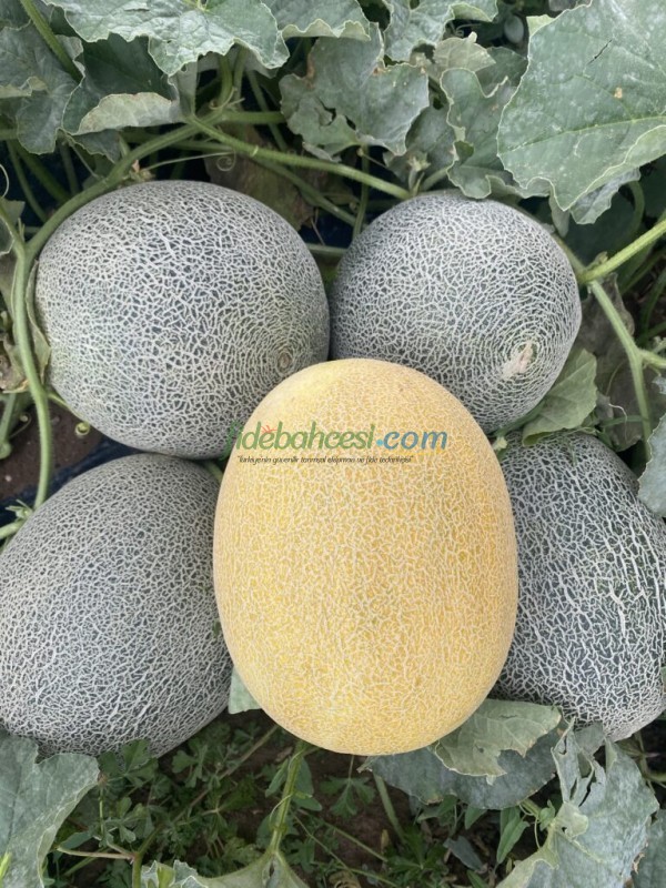 Duble F1 Kavun Fidesi - Görsel 4