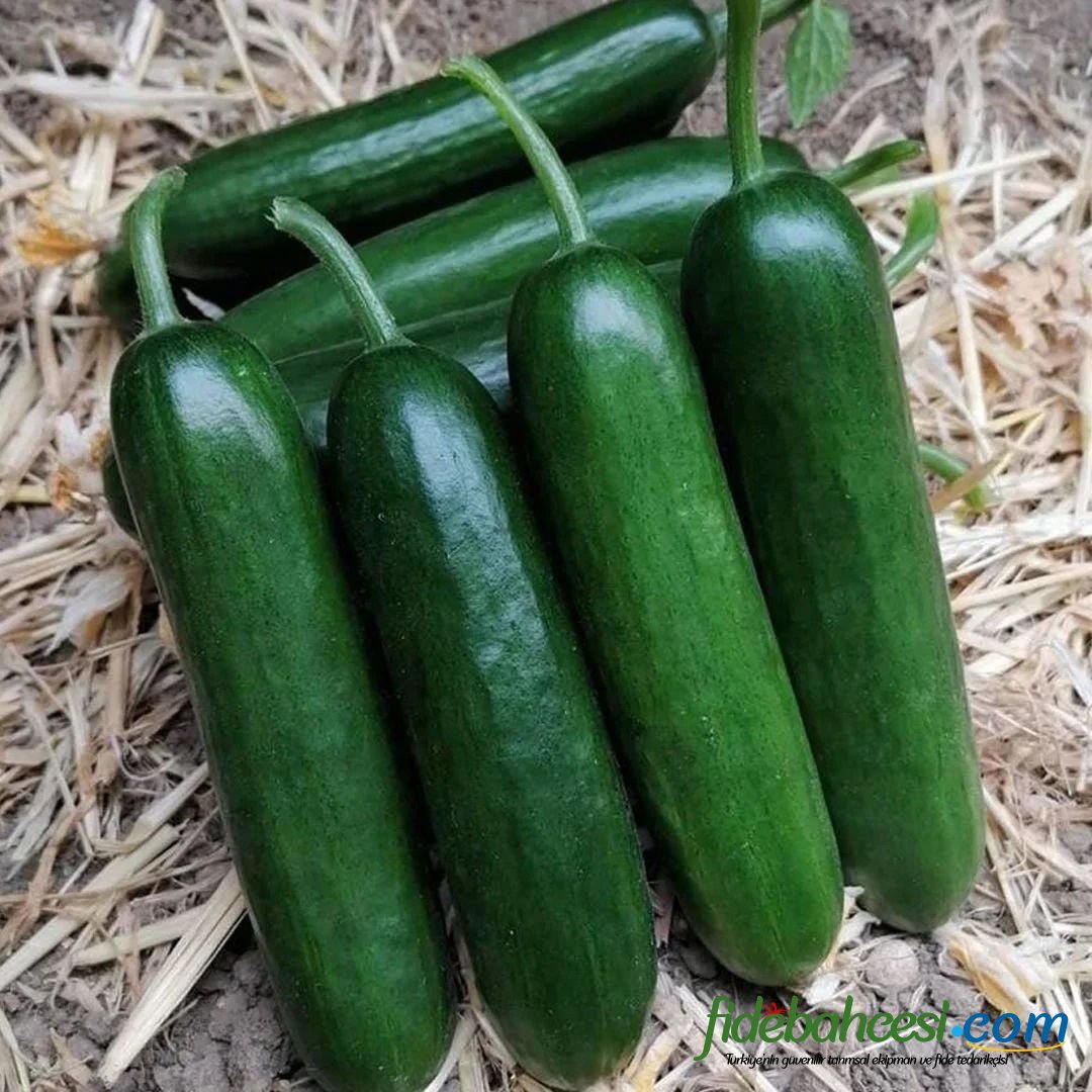 Dumrul F1 Silor Hıyar Fidesi