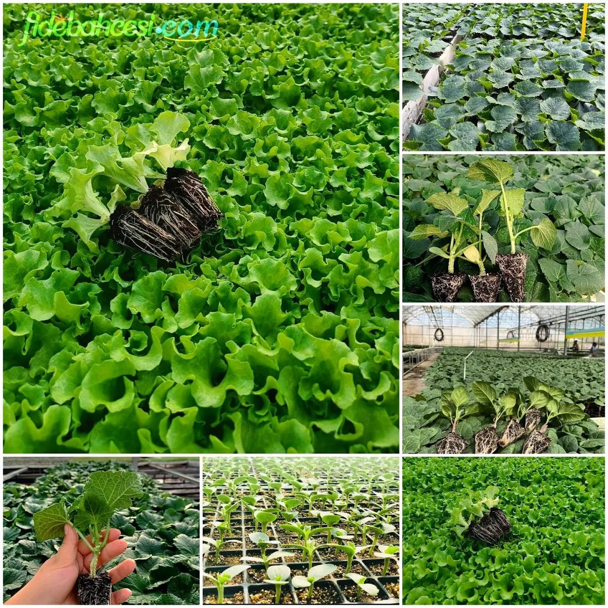 Duna Yedikule Düz Marul Fidesi - Görsel 5