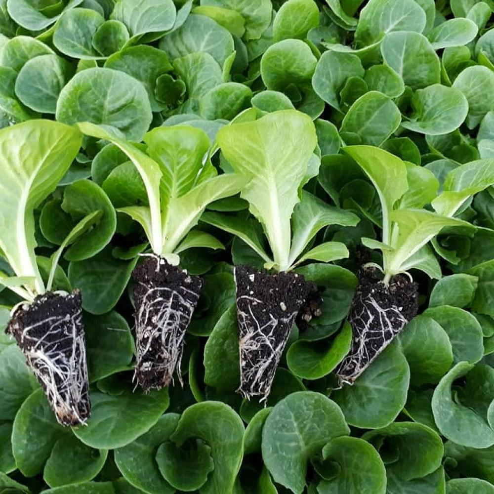 Paspartu Yedikule Düz Marul - Görsel 2