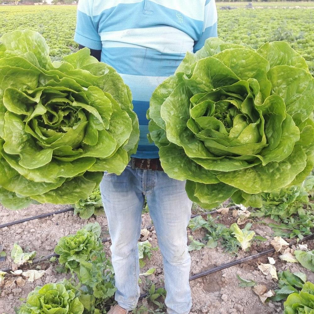 Düz Yedikule Marul Fidesi - Görsel 4