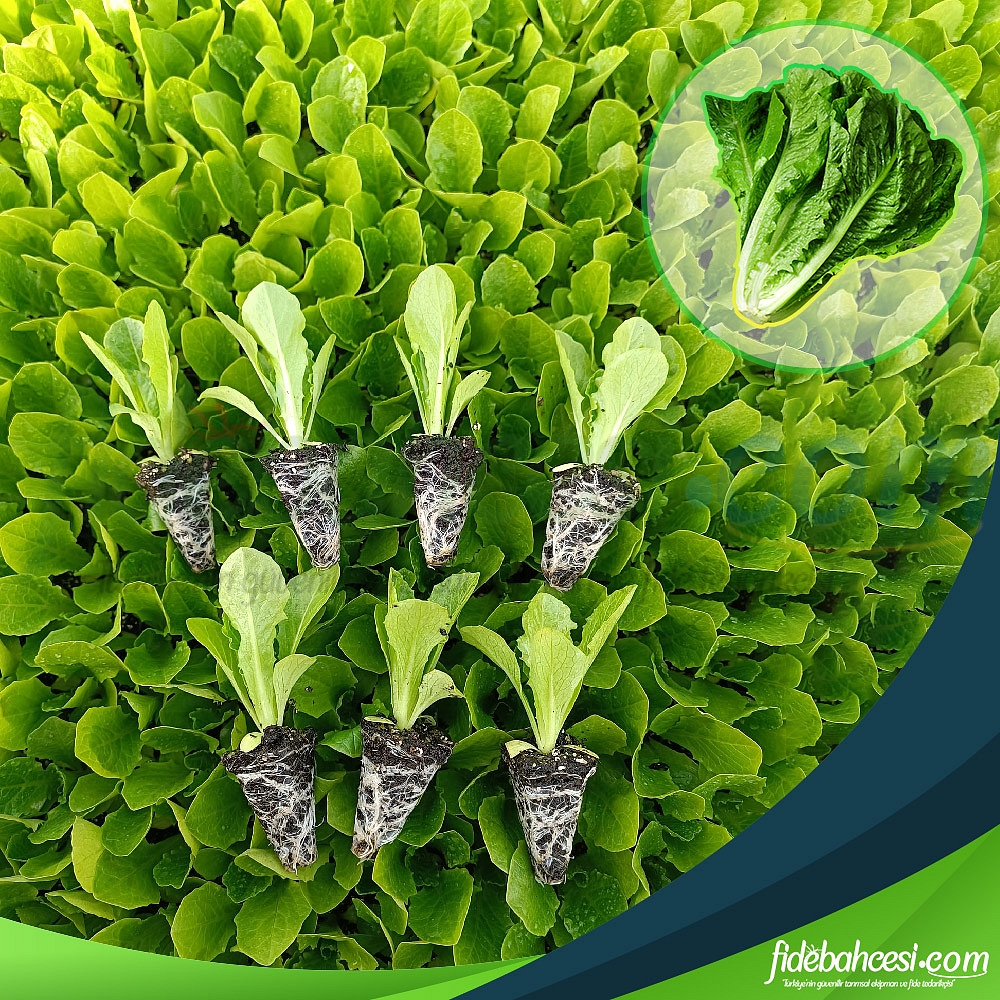 Duna Yedikule Düz Marul Fidesi