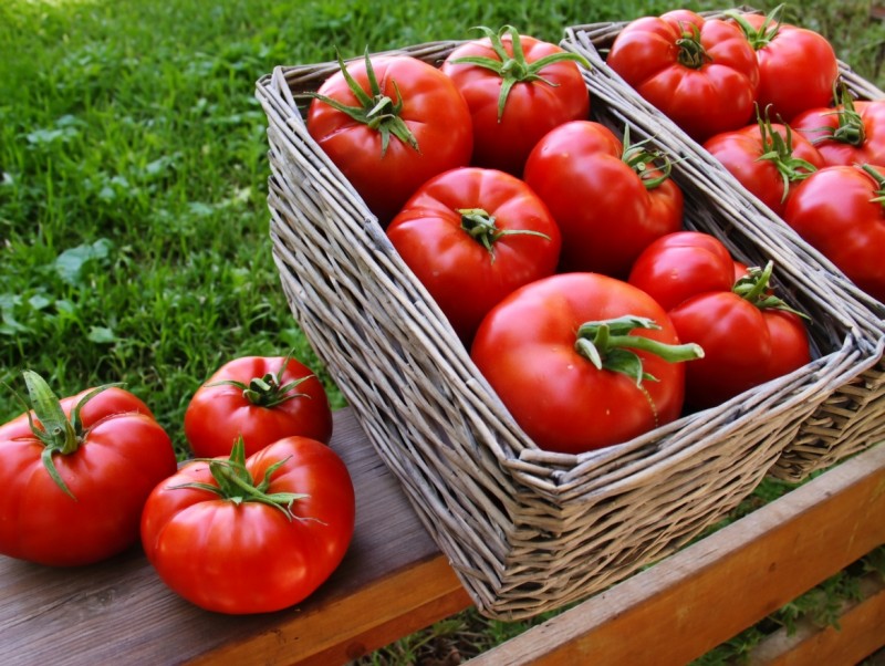 Elibol F1 Oturak Domates Fidesi