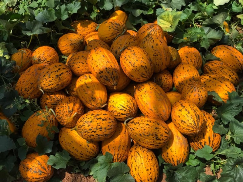 Endam F1 Kavun Fidesi