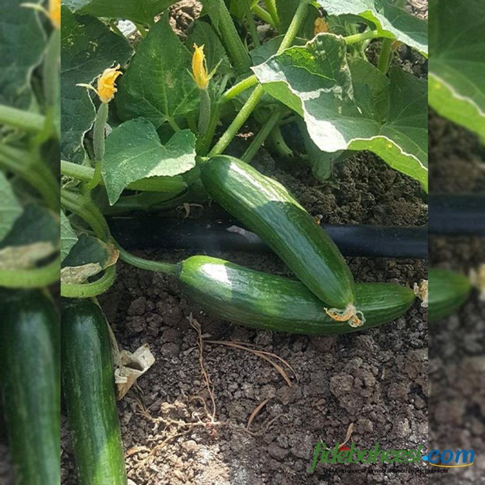 Fenomen F1 Oturak Hıyar Fidesi