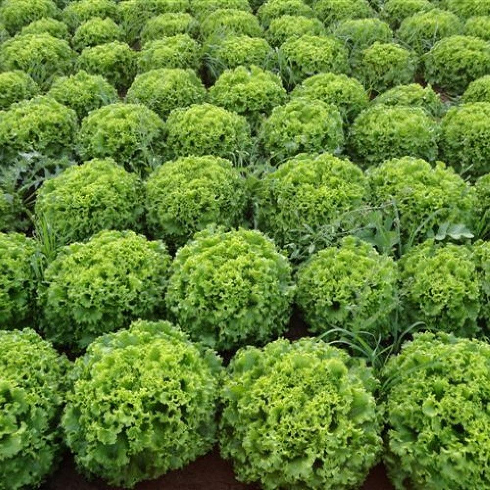 Fiyonk Kıvırcık Marul Fidesi - Görsel 1